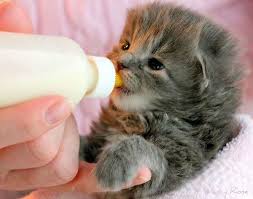 Masumiyetiyle Tum Duygularinizi Yerle Bir Eden Kedi Yavrulari Icin 9 Bakim Onerisi Listelist Com