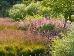 Piet Oudolf Tuin Grassen Prairie Tuin Natuurlijke Tuin