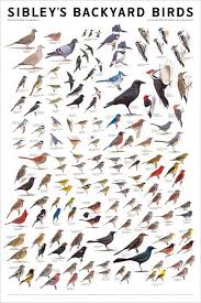 Identification Charts Bird Poster Birds Bird Identification