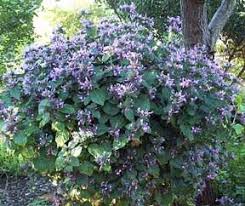 Image result for Hypoestes aristata
