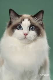 pin auf ragdoll beauty