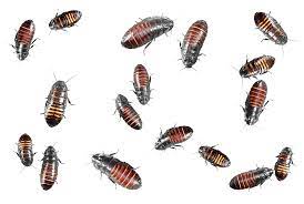 Badpests Combaby Cockroaches Types How To Get Rid Of Them Completely