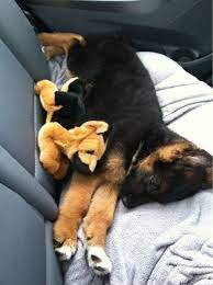 20 Puppies Cuddling With Their Stuffed Animals During Nap Time Puppy Cuddles Dog Cuddles Cute Animals