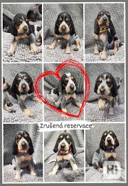 Image result for lucernský honič