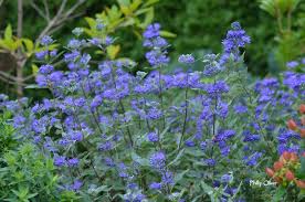 Image result for Caryopteris odorata