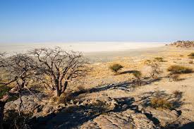 Image result for Kalaharia uncinata