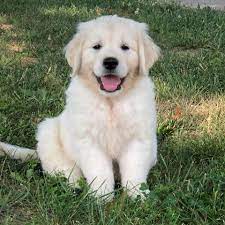 Fill out the form sorenson kennels is an akc registered golden retriever breeder in missouri. English Cream Golden Retrievers Home Facebook