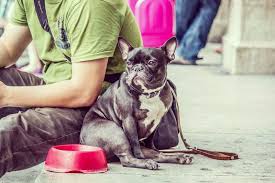 See reviews, photos, directions, phone numbers and more for the best veterinary clinics & hospitals in las vegas, nv. Moving To Canada With Your Pet Canadianvisa Org