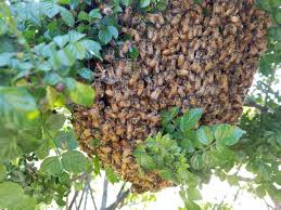 Welcome to adkins bees, sometimes bees get in the wrong places. Sunshine Honey And Bee Removal