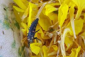 Pests, weeds and diseases (pests) pose serious risk for primary producers as they can impact on market access and agricultural production. Integrated Pest Management Canola Encyclopedia