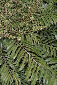 Image result for Deinbollia