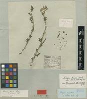 Image result for Tragia rupestris