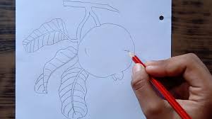 How To Draw Guava Guava Drawing In Seconds Guava With Leaves Drawing Youtube A leaf is a beautiful symbol of nature and alternation of seasons. how to draw guava guava drawing in seconds guava with leaves drawing