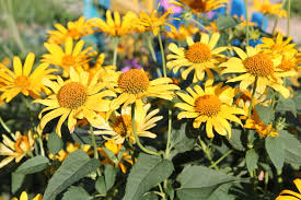 Check spelling or type a new query. Rabbit Resistant Flowering Plants Garden Chronicle