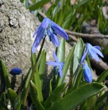 Image result for Tricalysia schliebenii