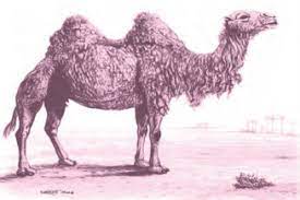 Take a look at our azclip channels: Desert Animals Class 6 English Chapter 9 Explanation Question Answer