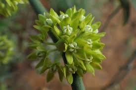 Image result for Cynanchum orangeanum