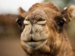 He himself had brought it upon him by not working. Camel Farm Business Booms For Queensland Producer In Wake Of Pandemic The Weekly Times