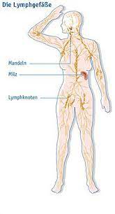 Dazu gehören die lymphknoten, die thymusdrüse (thymus), die milz (lien) und die mandeln (tonsillae). Lymphgefass Wikipedia