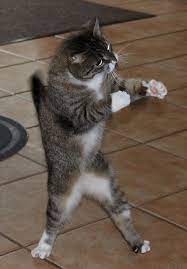 C Mon Doggie Let S Go I M Ready Cute Cats Cat Memes Funny Cats