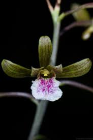 Image result for Eulophia elegans