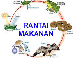 Penjelasan soal rantai makanan lengkap dengan contoh dan gambar. Perubahan Dalam Jaring Jaring Makanan Kurikulum Pelajaran