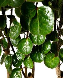 Image result for Polyscias