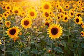 The Month Of July 2020 Holidays Fun Facts Folklore Sunflower Images Sunflower Fields Sunflower Pictures
