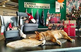 View This Post On Instagram A Post Shared By Milazzo Livio Milazzo Livio On Nov 13 2018 At 6 52am Pst Stray Dog Lounge Dog Christmas Photos Homeless Dogs