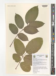 Image result for Stereospermum kunthianum