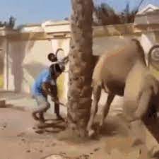 Camel Picks Up Man With Its Mouth Gif On Imgur