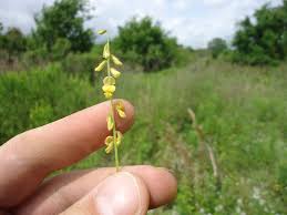 Image result for Rhynchosia mannii