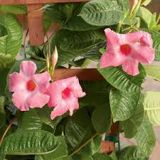 Image result for mandevilla obrázek