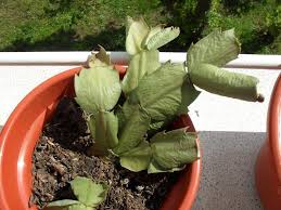Aunque son muy poco duraderas, son tan bonitas que pueden competir fácilmente con las. Schlumbergera Truncata Zygocactus Truncatus Cactus De Navidad Cactus De Pascua Santa Teresita