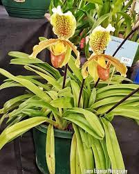 Maribyrnong Orchid Society Show Melbourne Australia Orquideas Floricultura