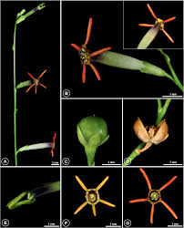 Image result for Schwenckia