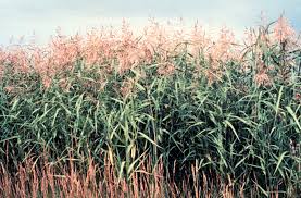 Image result for Phragmites mauritianus