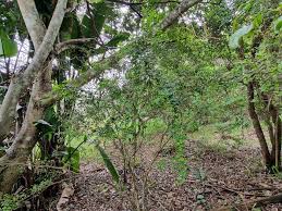 Image result for Eugenia natalitia