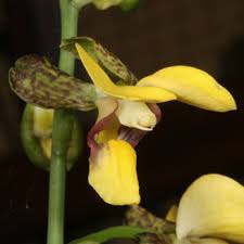 Image result for Eulophia streptopetala