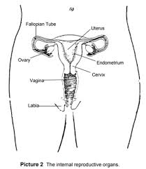 Female and male reproductive systems diagram. Body System Reproductive Female