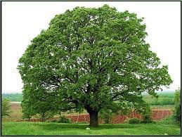 Oak Tree Forester Tree And Plant Services White Oak Tree Oak Tree Pictures Iowa Farms