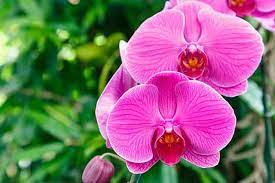 Ä�áº·c tãnh ná»•i báºt cá»§a cao su lá»�ng so vá»›i cã¡c loáº¡i mã ng phá»§ báº£o vá»‡ khã¡c lã cã³ kháº£ näƒng chá»'ng xuyãªn thá»§ng ráº¥t khi phá»§ má»™t lá»›p mã ng dã y nháº¥t ä'á»‹nh cao su lá»�ng dá»�c theo váº¿t ná»©t. HÆ°á»ng Dáº«n Trá»ng Va ChÄm Soc Hoa Phong Lan ÄÆ¡n Giáº£n Nháº¥t