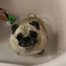 Doggy inu (dogi) price is down 1.41% in the last 24 hours. 12 Ide Anak Dogi Binatang Lucu Binatang Anak Anjing