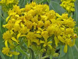 Image result for Senecio aetfatensis