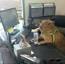 We did not find results for: 170 Ideas De Carpincho En 2021 Animales Roedores Mascotas