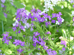 Check spelling or type a new query. Gardening Tips Asparagus Patch Weeds And Purple Roadside Flowers Extension Milwaukee County
