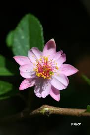 Image result for Malvaceae subfamily Grewioideae