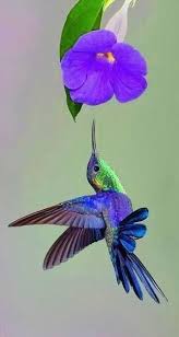 Image result for pictures of real hummingbirds
