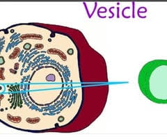 Which of these correctly describes the interaction of two biological systems for a specific purpose in the human body? Biology Plant And Animal Cells Flashcards Quizlet