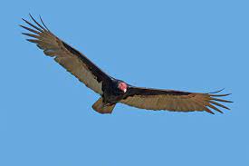 We did not find results for: File Turkey Vulture Cathartes Aura In Flight Jpg Wikipedia